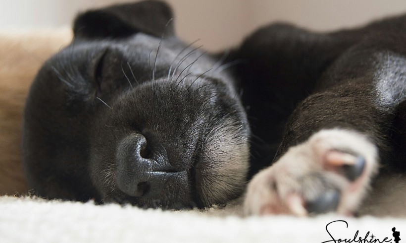 NEGRI EN ADOPCIÓN NEGRI EN ADOPCIÓN