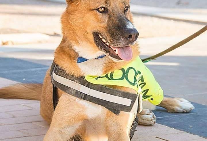 FELIPE PERRO EN ADOPCION FELIPE PERRO EN ADOPCION