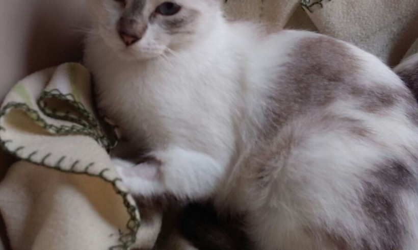 ADELA EN ADOPCION ADELA EN ADOPCION