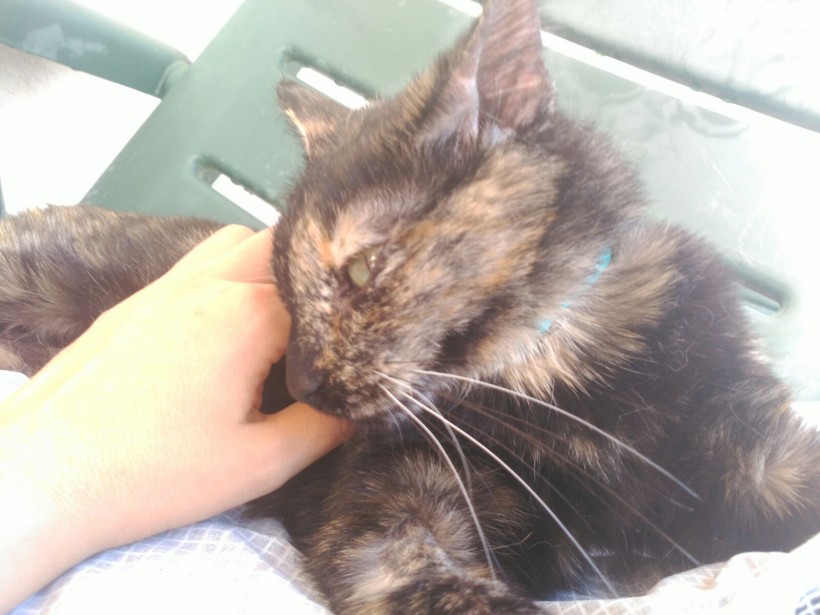 AMARAL EN ADOPCIÓN AMARAL EN ADOPCIÓN