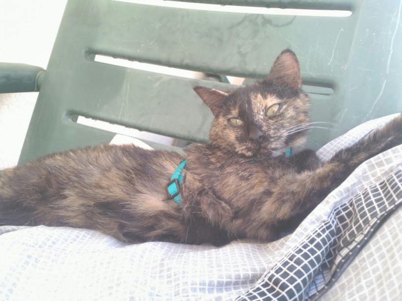 AMARAL EN ADOPCIÓN AMARAL EN ADOPCIÓN