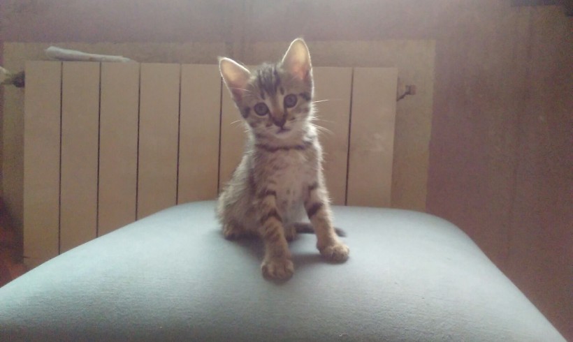 GATITAS BEBE EN ADOPCION