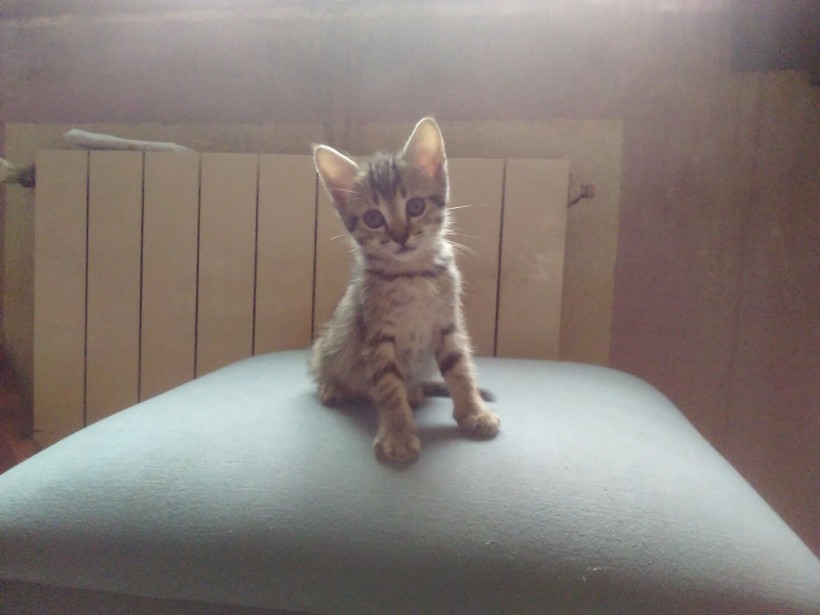 GATITAS BEBE EN ADOPCION