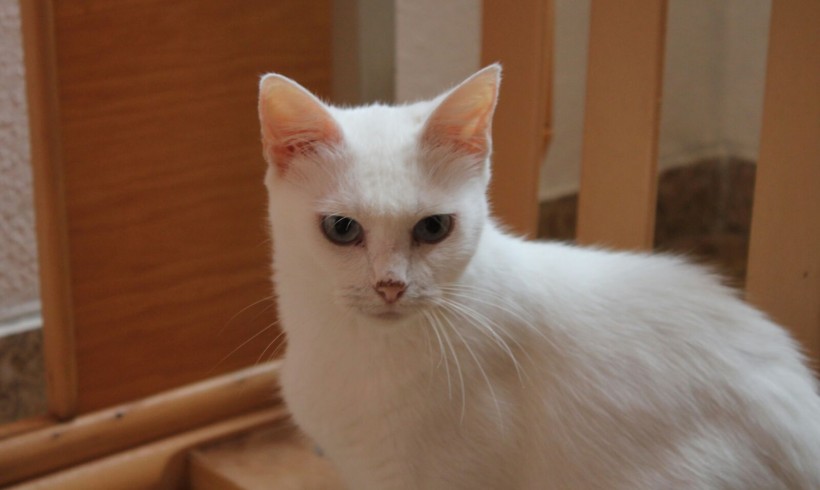 BIANCA EN ADOPCIÓN BIANCA EN ADOPCIÓN