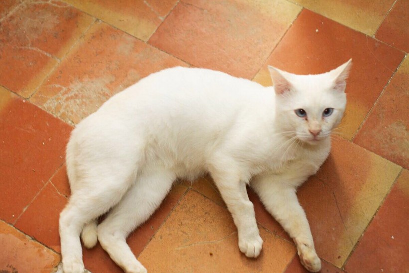 BIENVE EN ADOPCION BIENVE EN ADOPCION