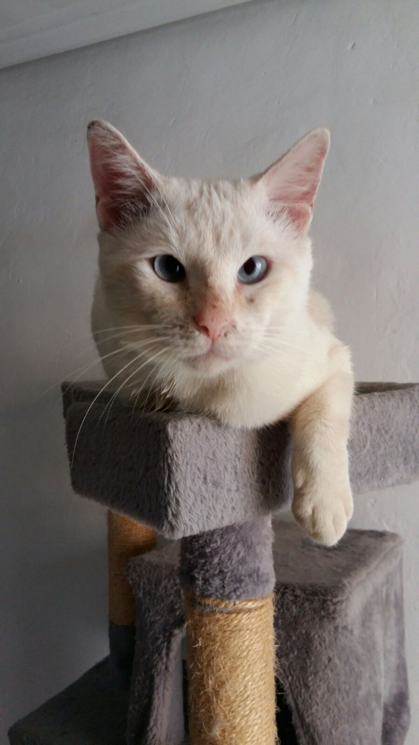 BIENVE EN ADOPCION BIENVE EN ADOPCION