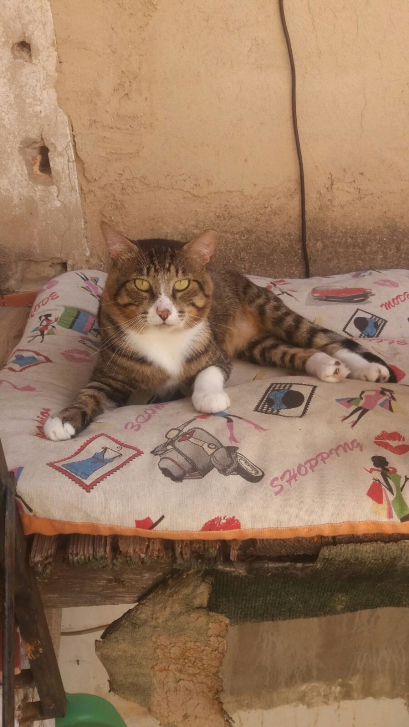 BOBBY EN ADOPCION BOBBY EN ADOPCION