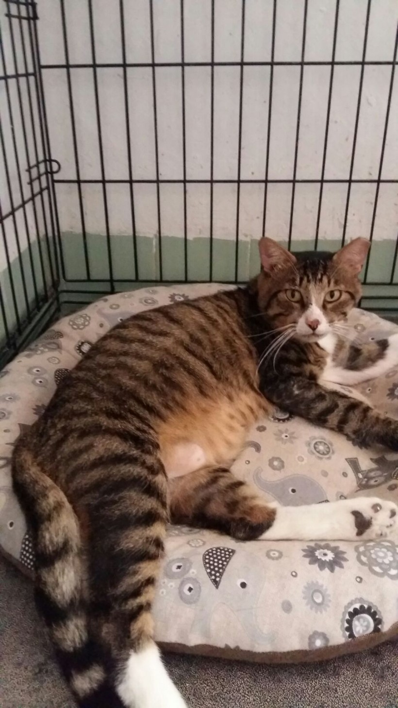 BOBBY EN ADOPCION BOBBY EN ADOPCION