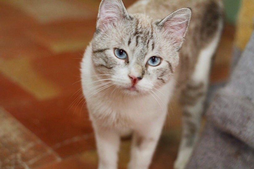 CAMILO EN ADOPCION CAMILO EN ADOPCION