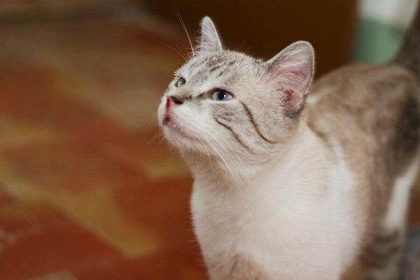 CAMILO EN ADOPCION CAMILO EN ADOPCION