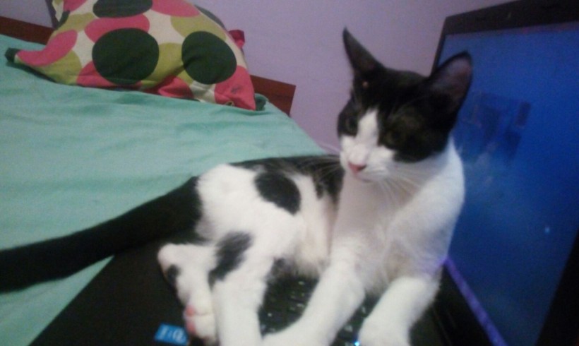 CARMELA EN ADOPCION CARMELA EN ADOPCION