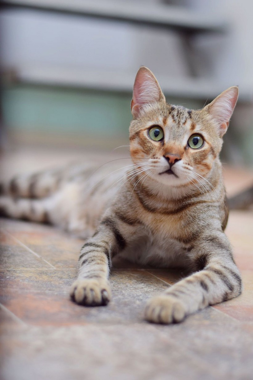 COCO EN ADOPCION COCO EN ADOPCION