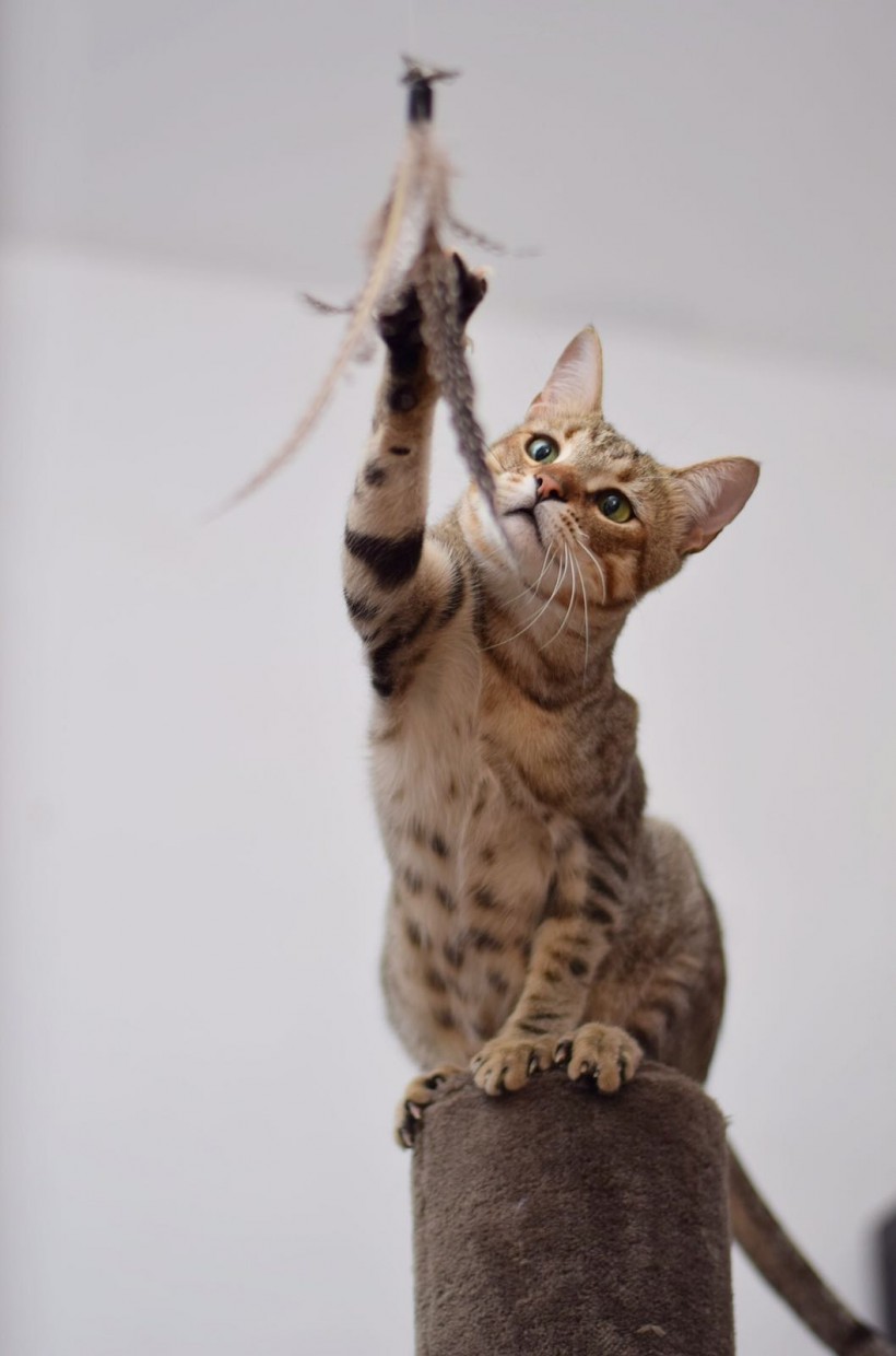 COCO EN ADOPCION COCO EN ADOPCION