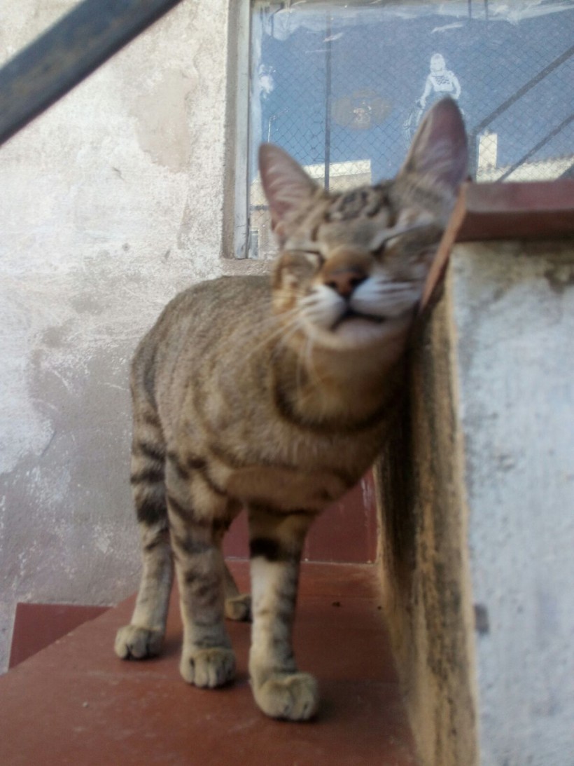 COCO EN ADOPCION COCO EN ADOPCION