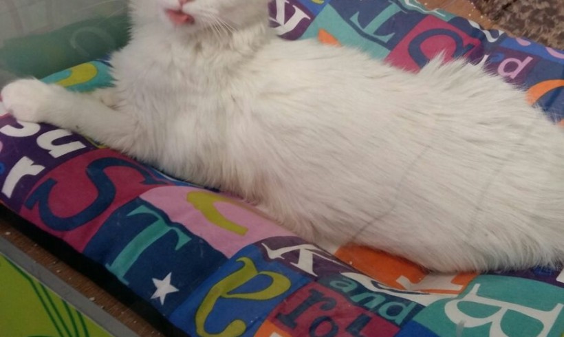 DULCE EN ADOPCION DULCE EN ADOPCION