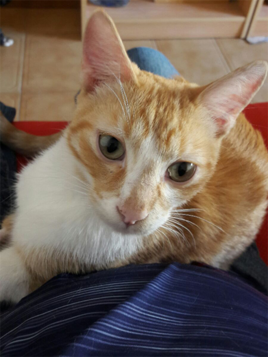 CRIS EN ADOPCION CRIS EN ADOPCION