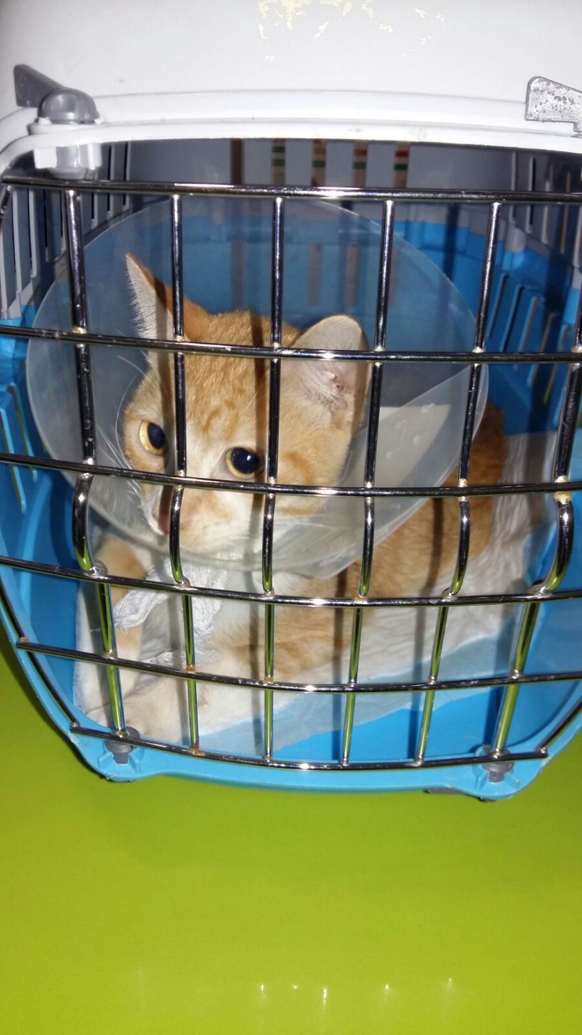 CRIS EN ADOPCION CRIS EN ADOPCION