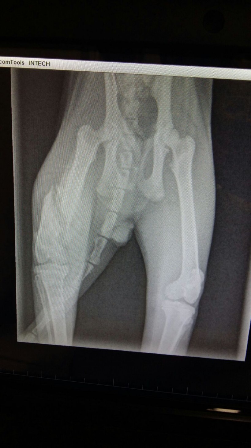 CRIS EN ADOPCION CRIS EN ADOPCION