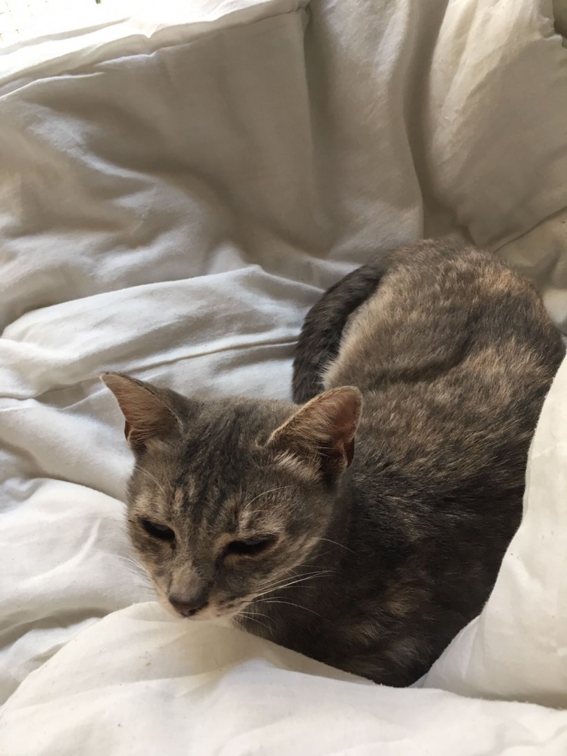 ESTELA EN ADOPCION ESTELA EN ADOPCION