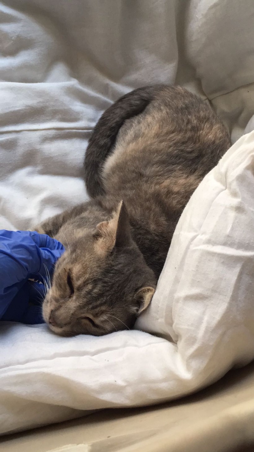 ESTELA EN ADOPCION ESTELA EN ADOPCION