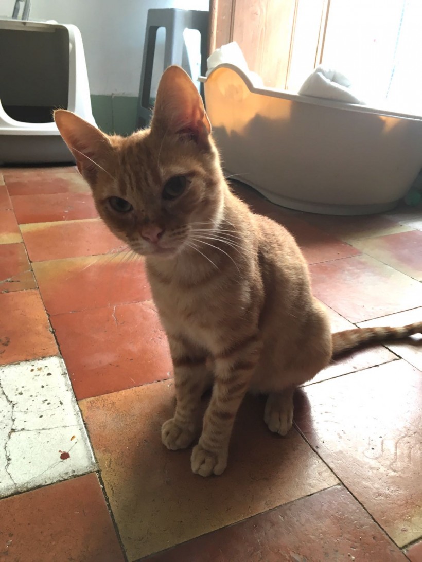 FERMIN EN ADOPCION FERMIN EN ADOPCION