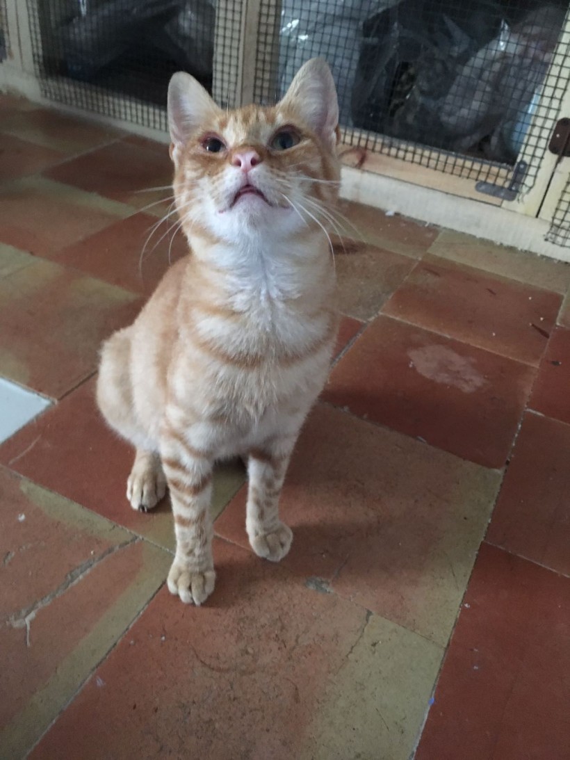 FERMIN EN ADOPCION FERMIN EN ADOPCION