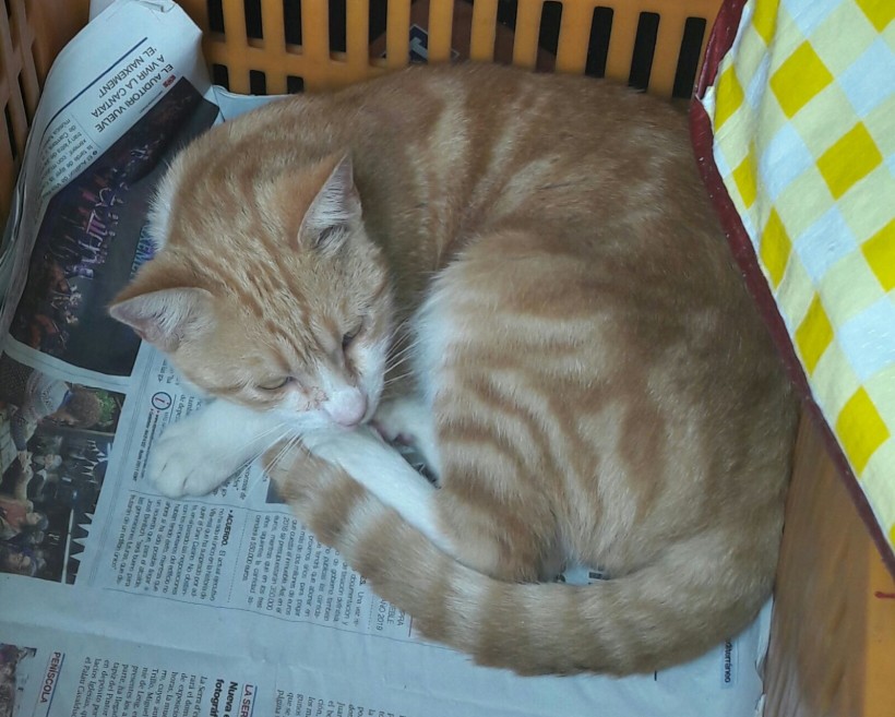 JERI EN ADOPCION JERI EN ADOPCION