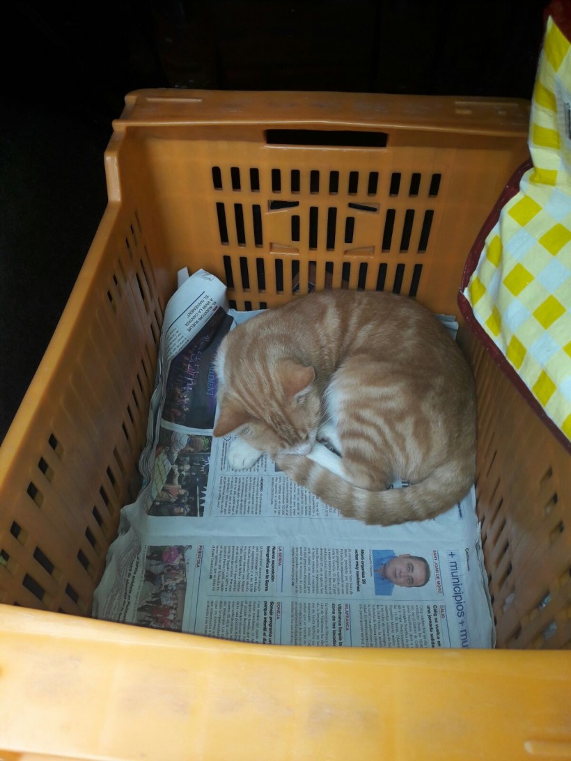 JERI EN ADOPCION JERI EN ADOPCION