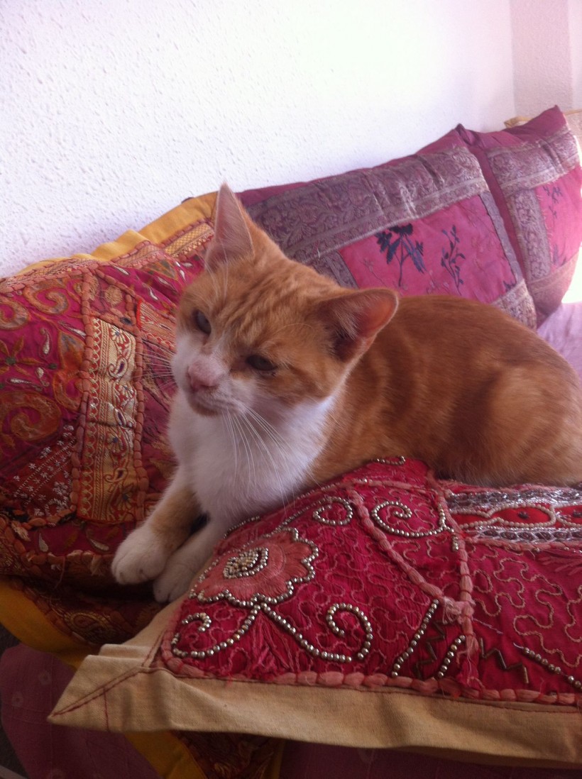 JERI EN ADOPCION JERI EN ADOPCION