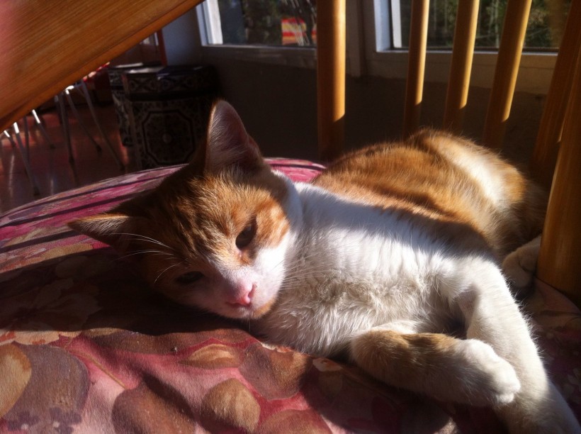 JERI EN ADOPCION JERI EN ADOPCION