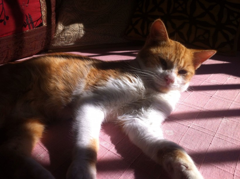 JERI EN ADOPCION JERI EN ADOPCION