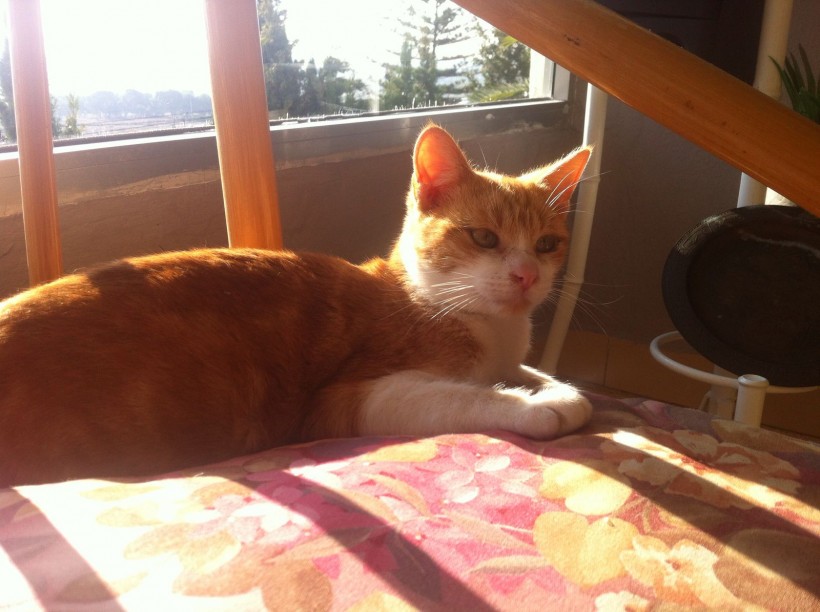 JERI EN ADOPCION JERI EN ADOPCION