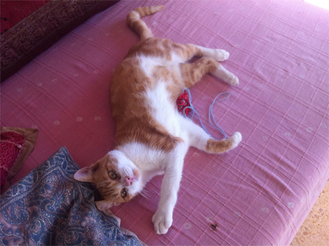 JERI EN ADOPCION JERI EN ADOPCION