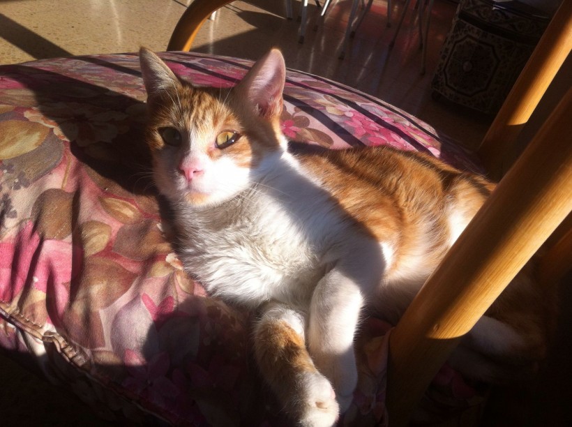 JERI EN ADOPCION JERI EN ADOPCION