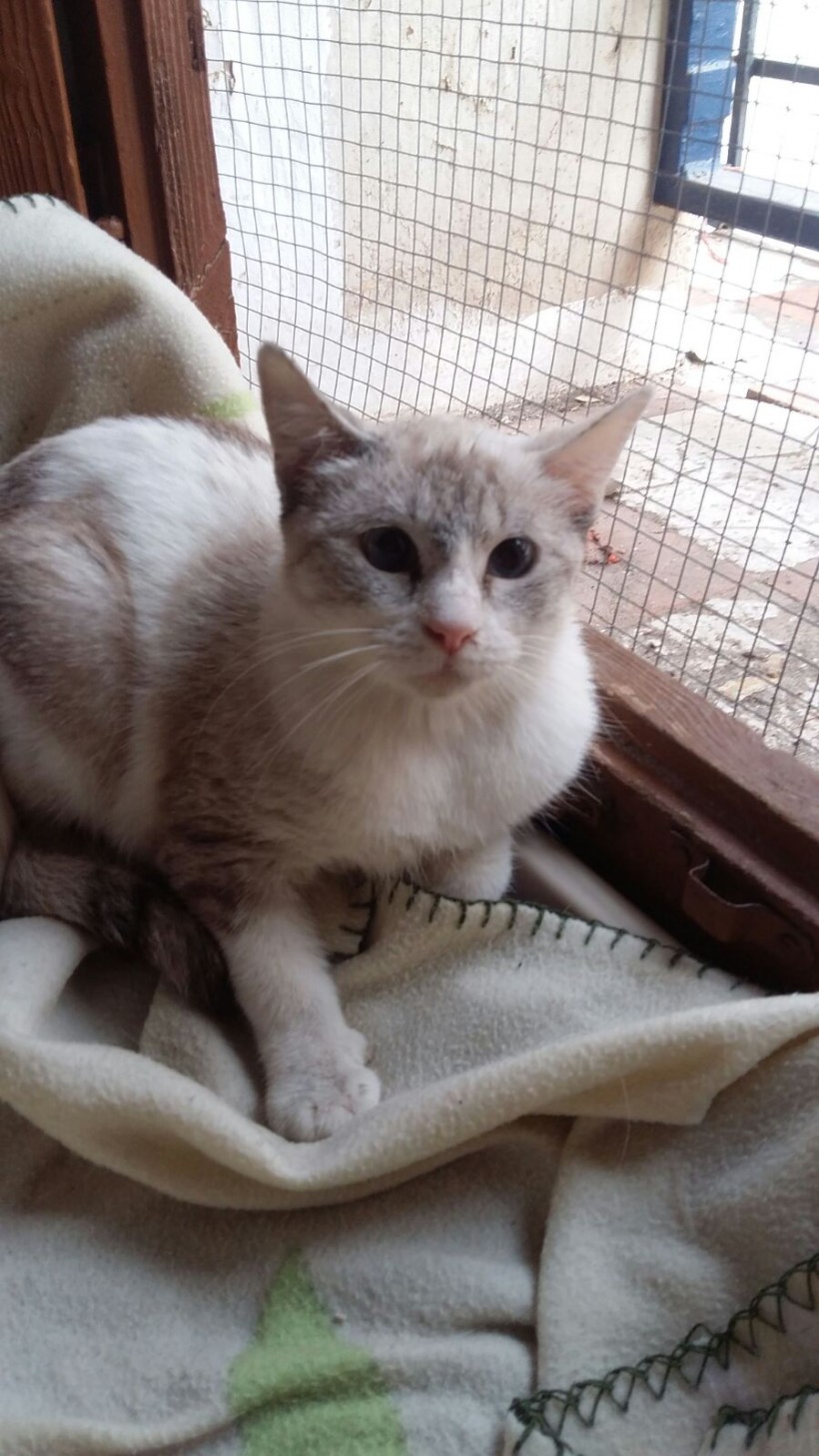 ESTHER EN ADOPCIÓN ESTHER EN ADOPCIÓN