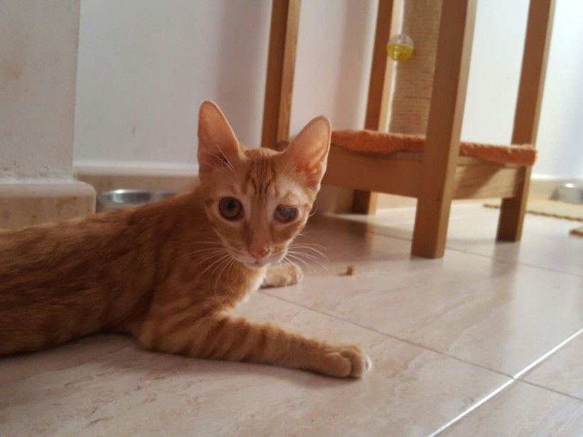 FAUNA EN ADOPCION FAUNA EN ADOPCION