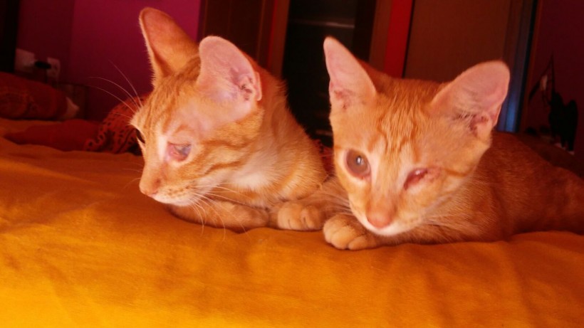 FAUNA EN ADOPCION FAUNA EN ADOPCION