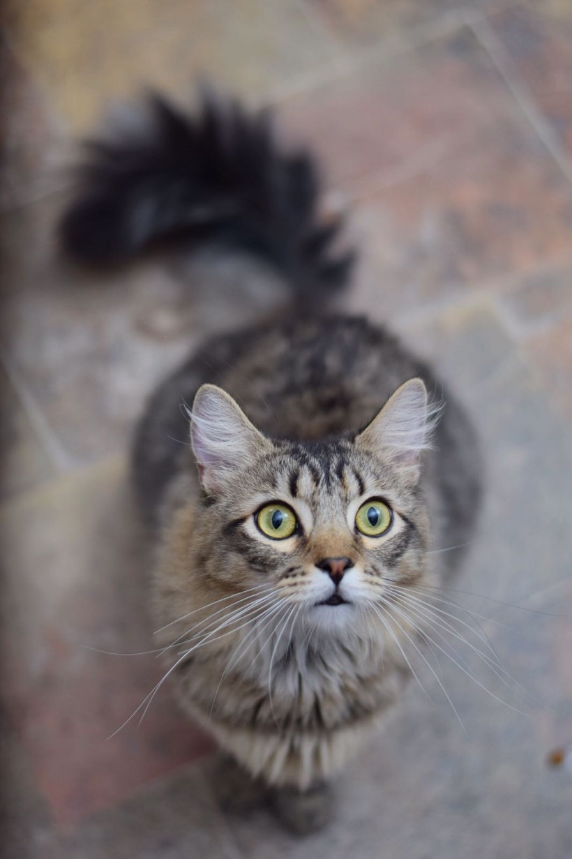 HANSEL Y GRETEL HANSEL Y GRETEL