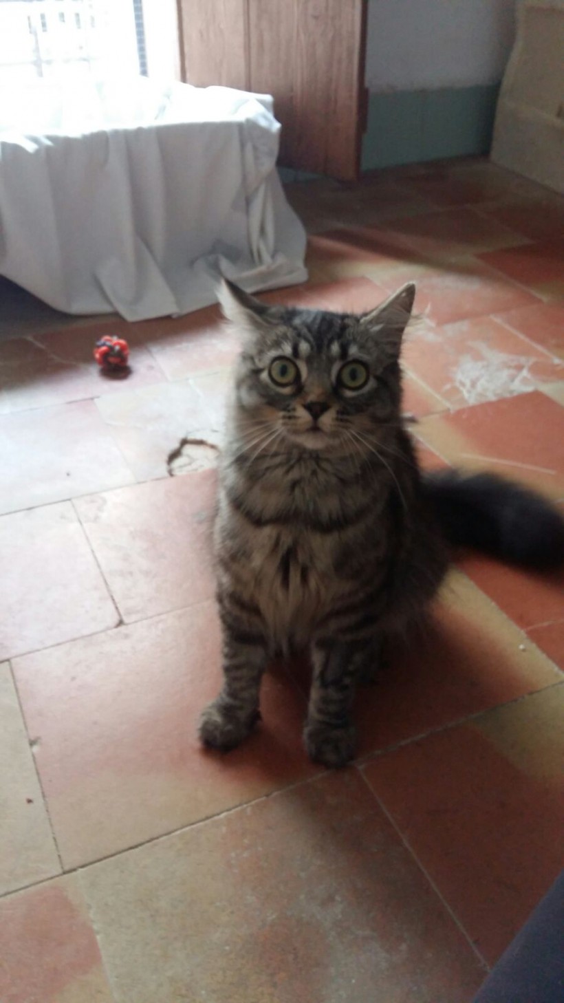 HANSEL Y GRETEL HANSEL Y GRETEL