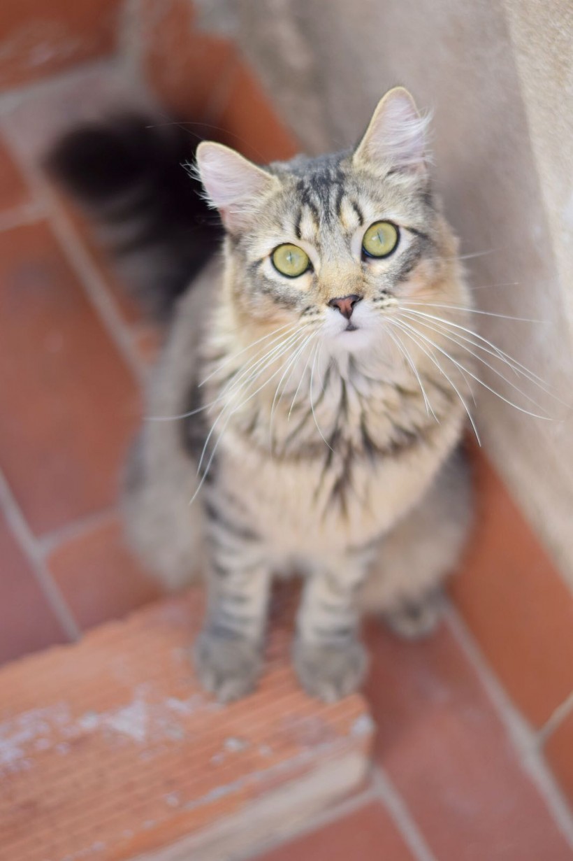 HANSEL Y GRETEL HANSEL Y GRETEL