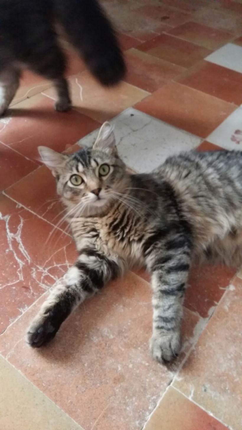 HANSEL Y GRETEL HANSEL Y GRETEL