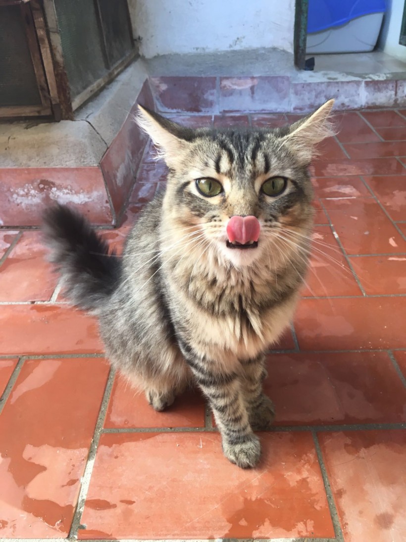 HANSEL Y GRETEL HANSEL Y GRETEL