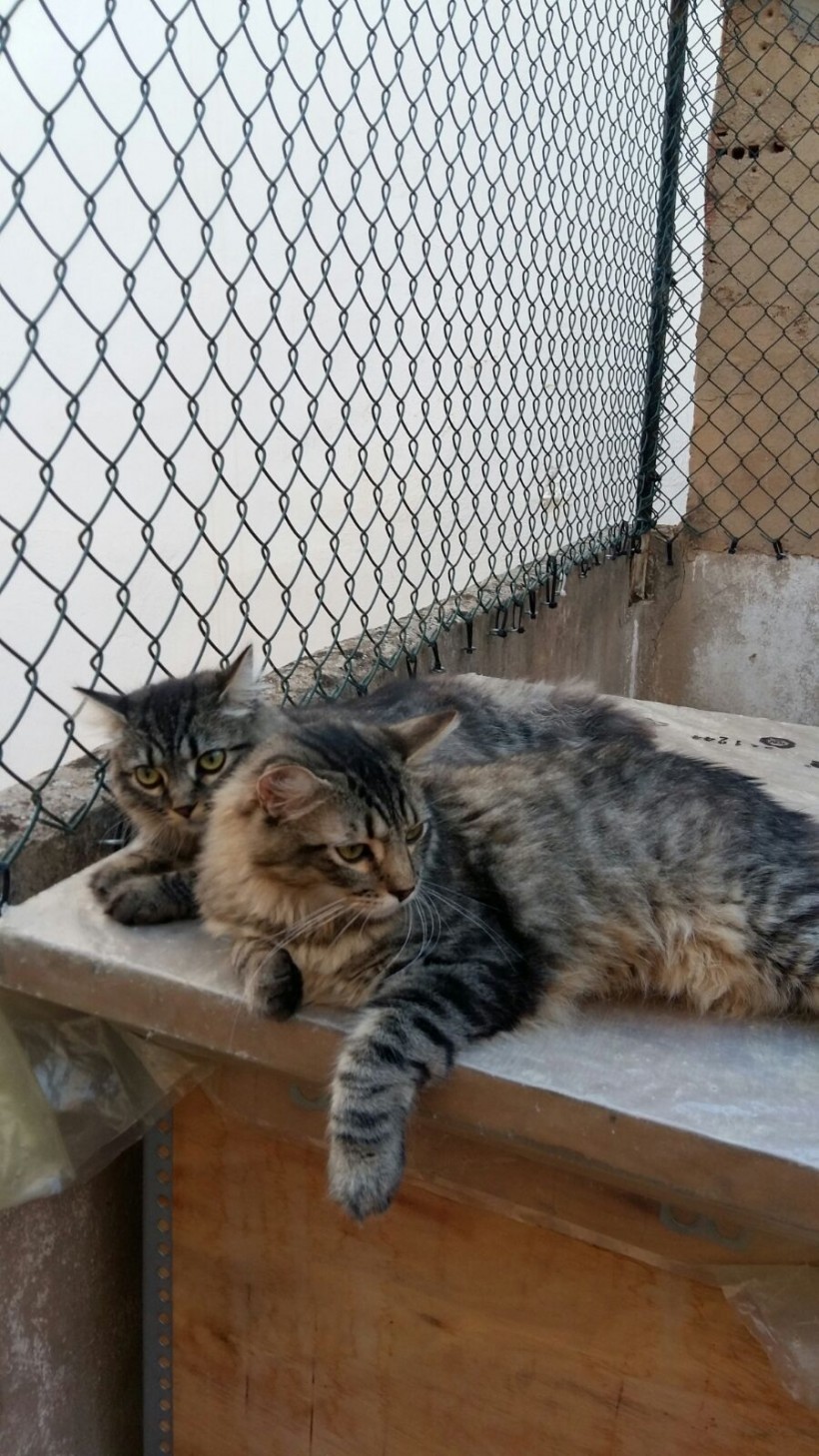 HANSEL Y GRETEL HANSEL Y GRETEL