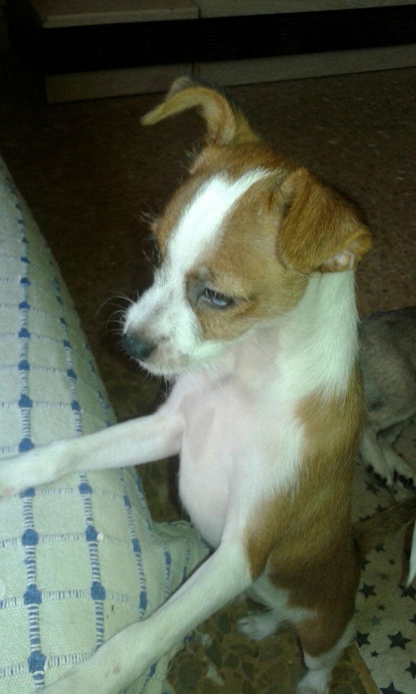 KIKO EN ADOPCIÓN KIKO EN ADOPCIÓN