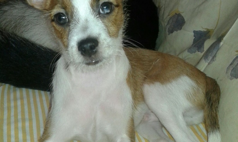 KIKO EN ADOPCIÓN KIKO EN ADOPCIÓN