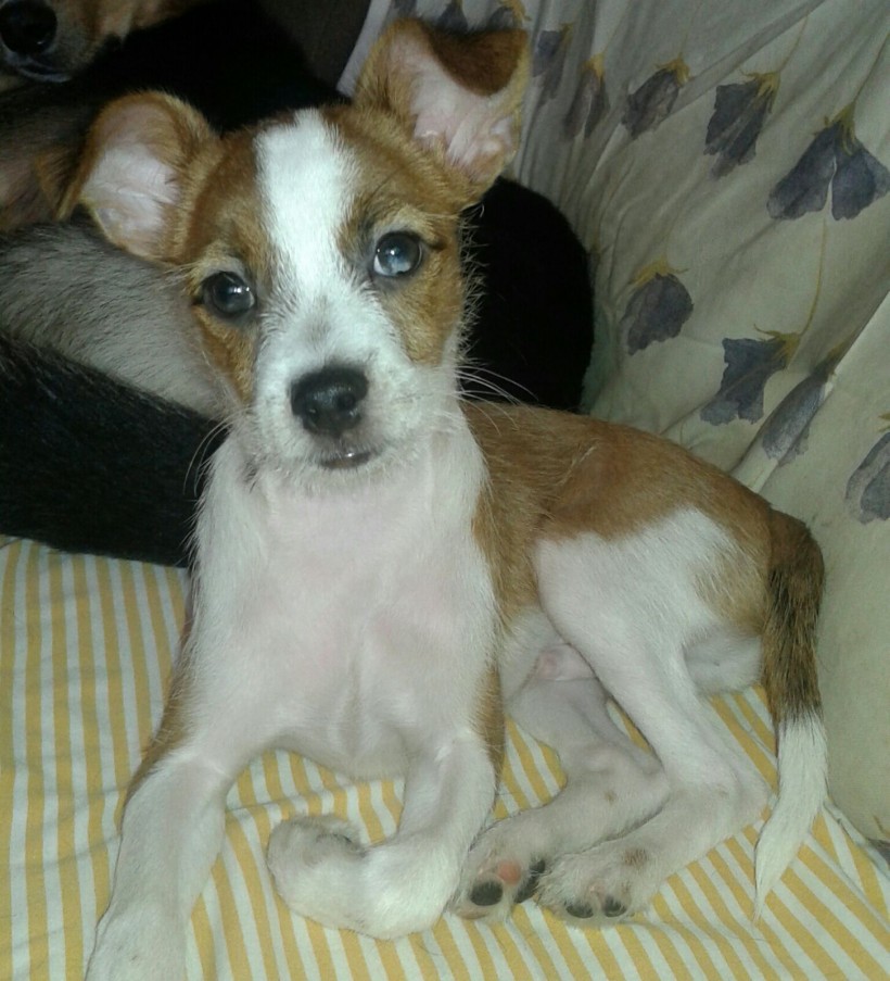 KIKO EN ADOPCIÓN KIKO EN ADOPCIÓN