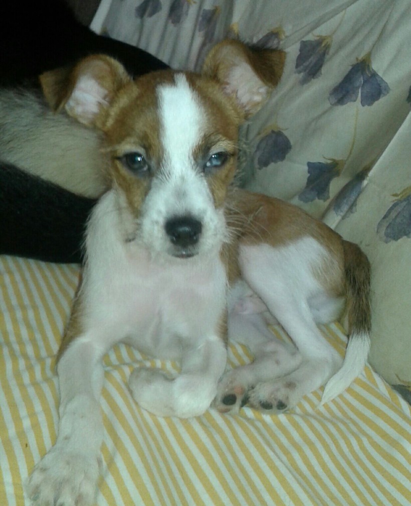 KIKO EN ADOPCIÓN KIKO EN ADOPCIÓN