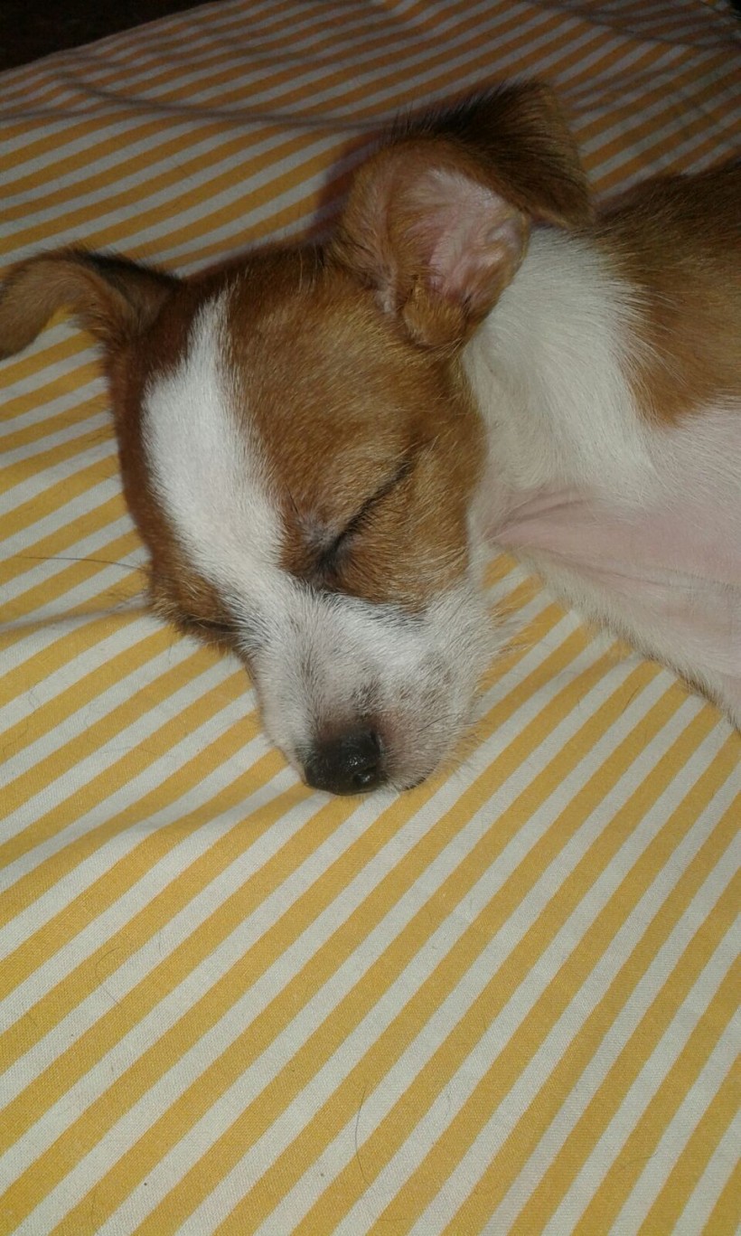 KIKO EN ADOPCIÓN KIKO EN ADOPCIÓN