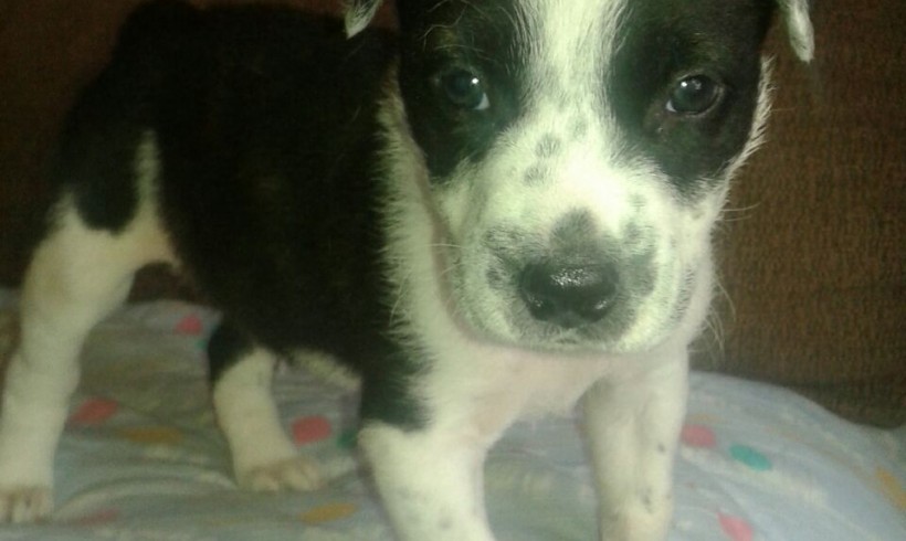 PECAS EN ADOPCIÓN PECAS EN ADOPCIÓN