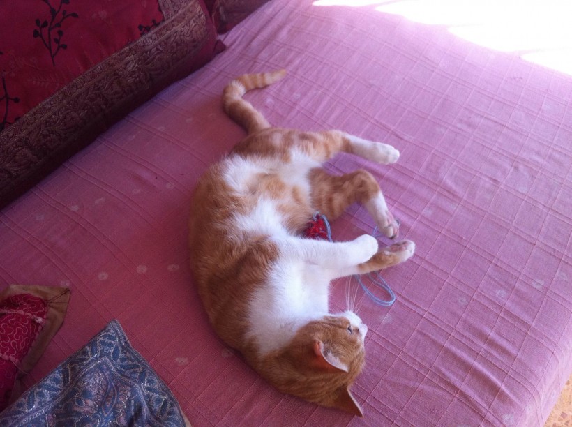 JERI EN ADOPCION JERI EN ADOPCION